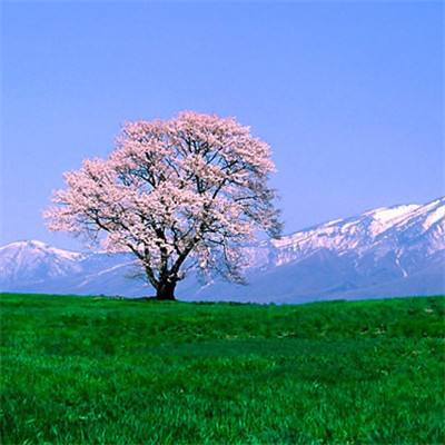 文史花开如塔！北京市内最古老的七叶树进入盛花期